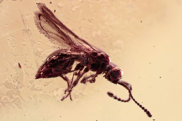Detailed Fossil Parasitoid Wasp (Diapriidae) In Baltic Amber #330601